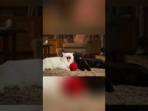 Kediler Şömine Başında Şov Yaptı! 🔥🐾 Cats Put On a Show by the Fireplace! #catshorts #cat #catvideos
