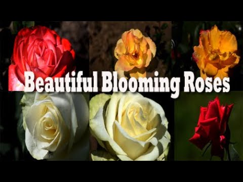 Roses: Blooming Brilliance #flowers #nature #naturephotography #outdoors | SHASHWAT PHOTOGRAPHY
