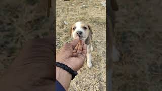 busk is smart 🤓❣️🐶🐶#youtubeshorts #sortfeed #viralvideo