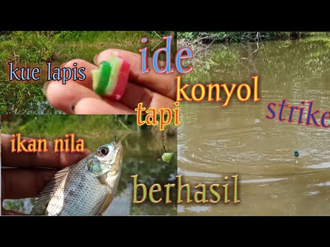 Experiment !!! Mancing ikan nila umpan kue lapis