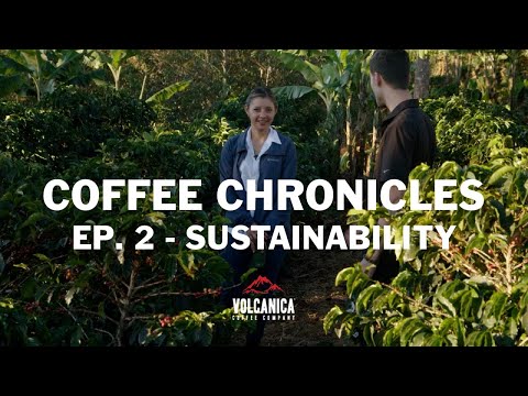 Costa Rica Coffee Farm, Las Mercedes