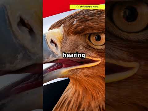 Why do birds tilt their heads while walking?