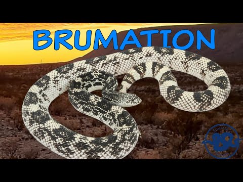 How We BRUMATE Our SNAKES!