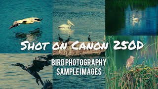 Canon 250D Camera Quality Test - Bird Photography Samples