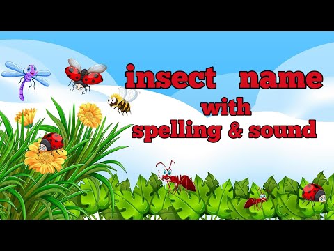insect name | insect name in english | insect name with spelling & sound | #2023| #youtube | #short