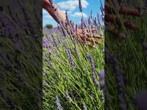 Mayfield Lavender Farm #London #Summer #uk