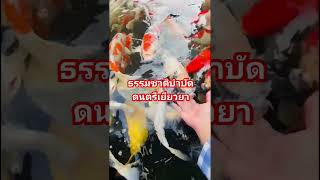 #relaxingmusic #music #piano #เพลงผ่อนคลาย #youtubeshorts #ธรรมชาติบำบัดดนตรีเยียวยา