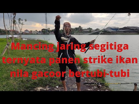 Mancing jaring segitiga panen strike gacoor..