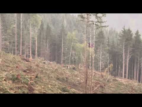 Logging