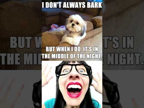 #Shorts Top 10 Pet Memes: Guaranteed Laughter to Brighten Your Day! 10