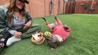 The wholesome content we ALL need - Stray Rescue of St.Louis