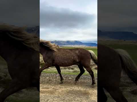 Amazing Iceland 🇮🇸   #iceland #shorts #youtubeshorts #nature #horses