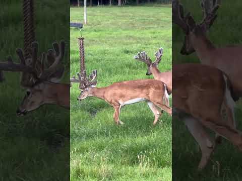 Will He Hit 300 Inches by Fall?! 🦌👀 #300InchBuck #WhitetailGoals #VelvetGrowth