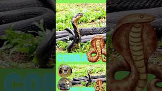 Most Dangerous Animals - King Cobra #brainybugs #facts #curiosityforkids  #educationalvideos