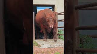 Baby Animals That Grew Into GIANTS!🐶