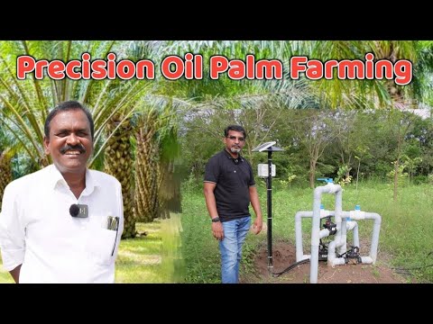 Precision Oil Palm Farming in a drought prone area | Precision Farming | Country Farmss English