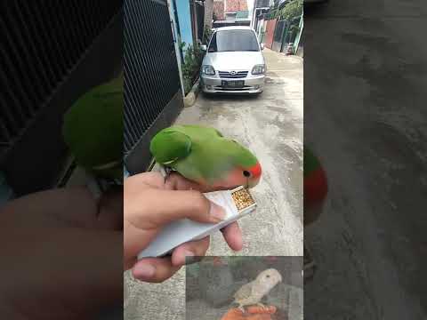 #shorts #short #shortvideo #shortsvideo #shortsfeed