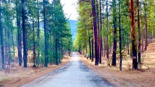 ASMR Driving through a beautiful forest in Liberty Lake, WA