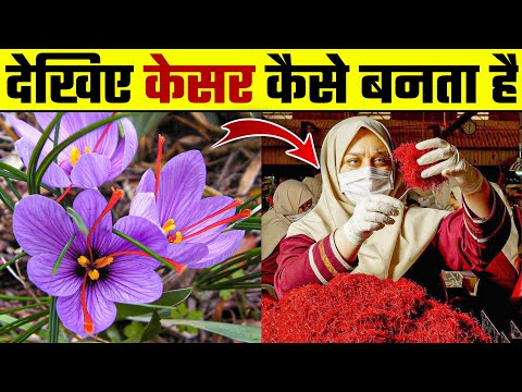 देखिए केसर कैसे बनता है | Kesar Kaise Banta hai | How Saffron are growing | Saffron Farming | kesar