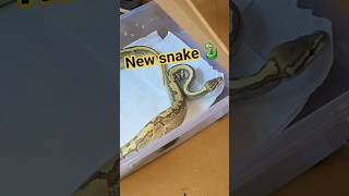 We Have another 🐍 @jeremygordy4728