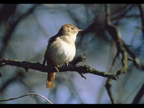 Yanni-Nightingale