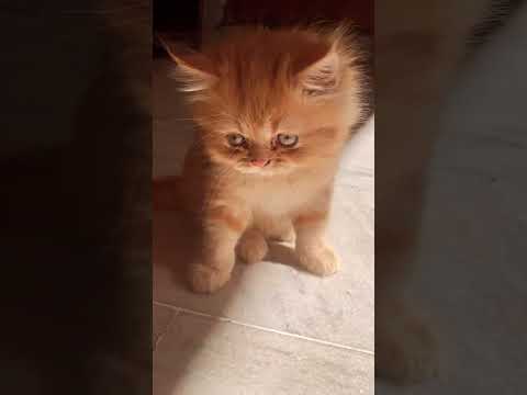 If you’re feeling lonely then adopt a cat and say goodbye loneliness! Contact - cat_cluster_ onn IG
