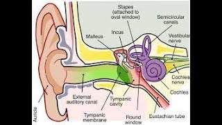 Ear Exploration CPT code - simplify medical coding
