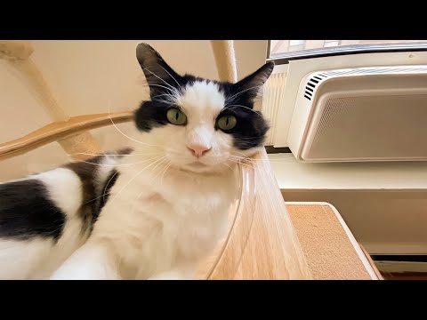 Laugh Out Loud  😹🐶  Animal Video That Will Complete Your Life