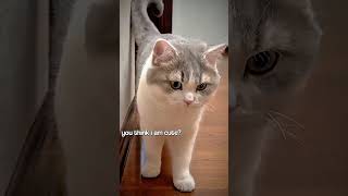 Yes or not? 🐈😿 #catshorts #petshorts #catvideo #catcontent #cutecat #kitten #cat #kittenlove