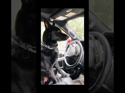 Black German Shepherd Out Crusin