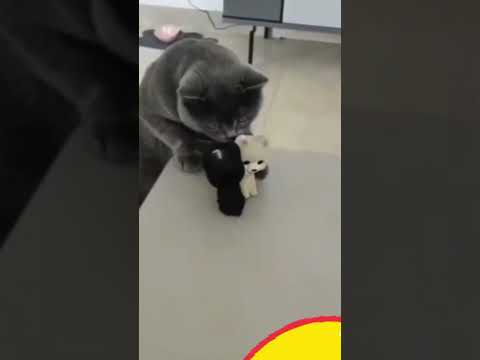 Cats with 2 Cute Plush Toys 😻✨#snappyworld#Shorts #FunnyCats#CuteCats#Cat#Meo#viral#funny#Kittens