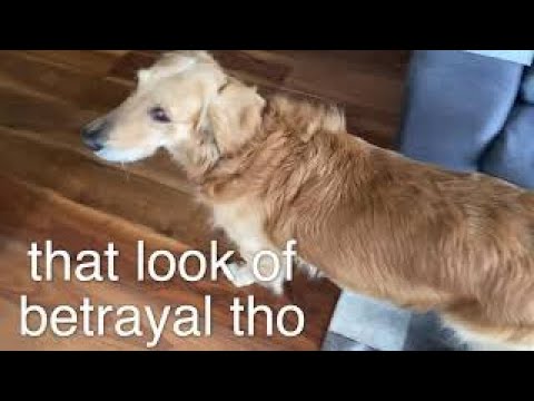 Sparky got Tricked | My Dog Being Cute