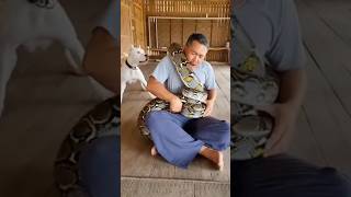 Python Wrapped Around a Snake Whisperer | Dog Pulled It Away and Saved Him #doghero #herodog #python