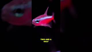 Top 5 Schooling Fish - Cardinal Tetras  #aquariumcoop #aquariumhobby #aquariumlife