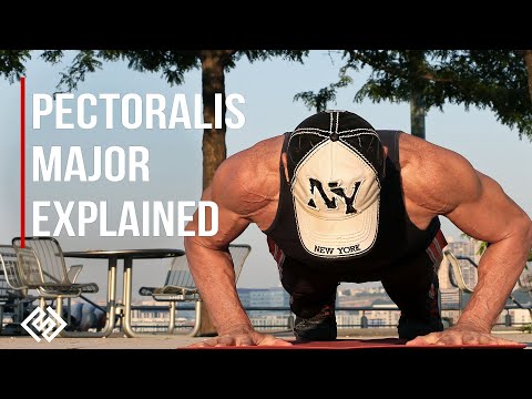 Pectoralis Major Muscle Explained | Anatomy, Function & Exercises