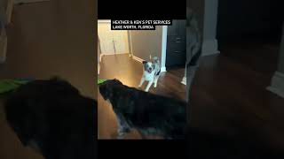 Heather & Ken’s Pet services #dogs #dogwalker #pets #petcareservices