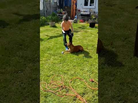 cartwheel over my dog challenge #doglovers #staffies #challenge #activekids