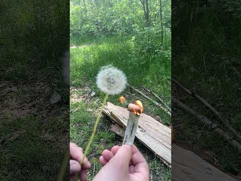 Как скоротечна жизнь…