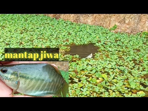 Spot sama , cara sama , umpan pun sama .tp hasilnya ... -mancing sepat Siam ||vlog#05