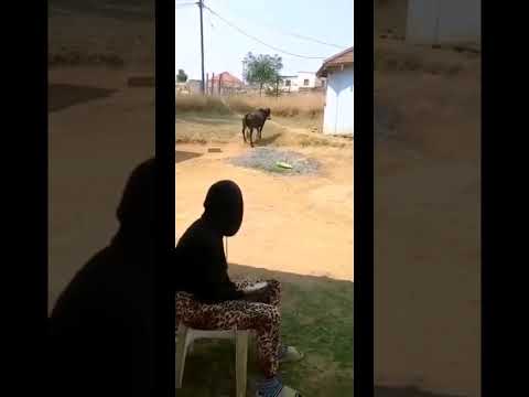 The cow found the #homemade alcohol room open & drank all the alcohol inthe room #funny #funnyvideos