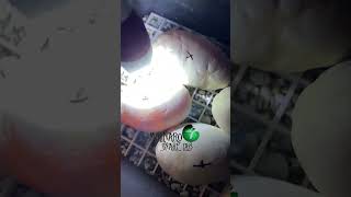 🐍Intresting Observation!🧪 #shorts #ballpython #royalpython #الثعبان #piton #pyton #mrbeast #અજગર