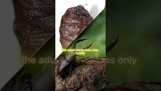 🎥 The Beetle’s Underground Prayer: A Story of Divine Timing 🐞⏳🙏 #spiritualjourney ,