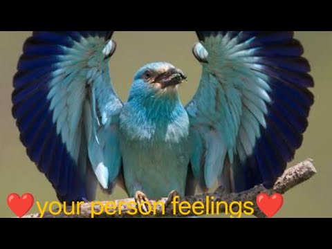 Your person feelings#tarot#tarotreading#healing#wellness#witch#oracle#love#lovesong #lovestatus #hus