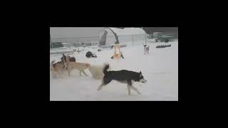 SNOW DOGS at Furbaby Pet Care