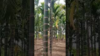 Coconut Sickle, Arecanut Sickle, Banana Picker #agriculture #sickle #picker #gardening #agritools