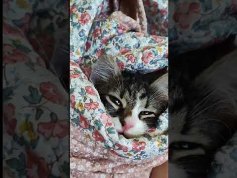 Cat with Baby Style #babycat #babyanimals #babystyle