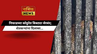 Nashik News निफाडच्या कोठुरेत बिबट्या जेरबंद; शेतकऱ्यांना दिलासा...