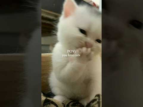 #catlover #fypシ #catvideo cat is my therapy