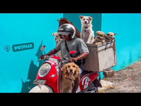 Funny Dogs Just Back from School