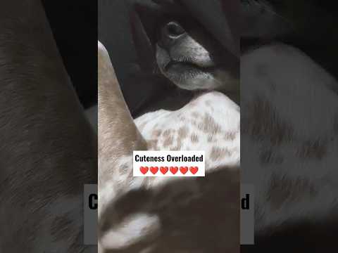 🐶 Adorable Sleeping Dog: Aww-Worthy Moments! 😍 #CutenessOverload #SleepingDogVideo #HeartMeltingPets